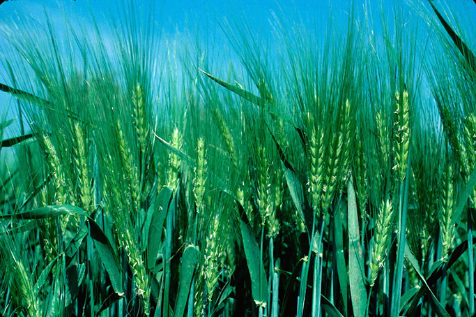La huella de carbono del trigo argentino: a mayor rendimiento menor huella